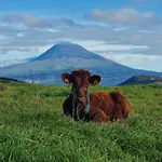 Mein Faial, With Pico And Seaview * Horta (Azores)