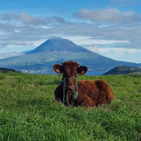 Mein Faial, With Pico And Seaview * Horta (Azores)